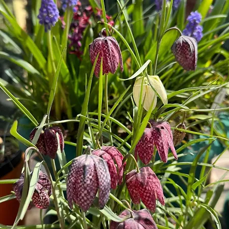 Margithid דירה *